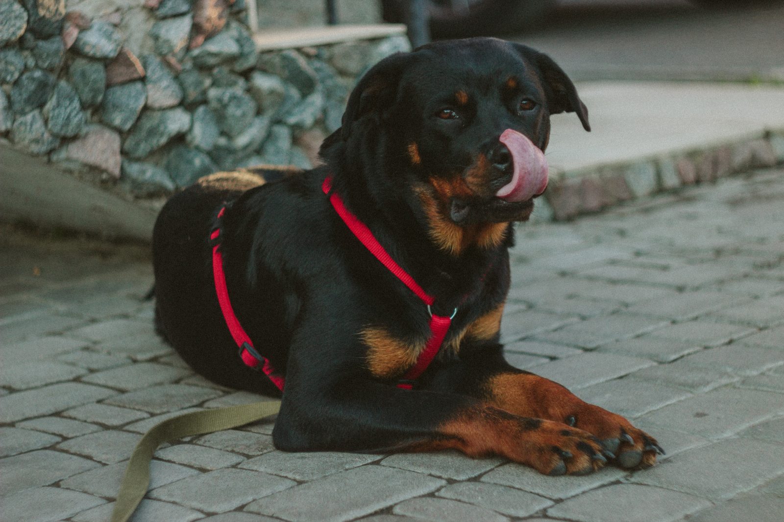 The World's First Rottweiler-Mix Dog