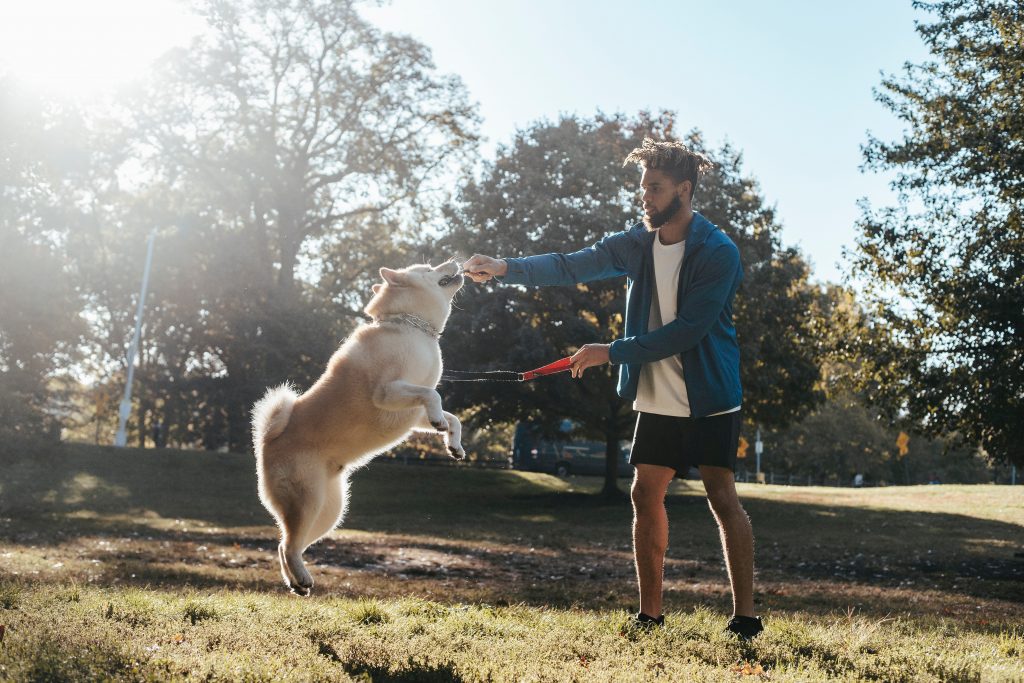 11 Best Toys to Work On Training Commands With Your Dog