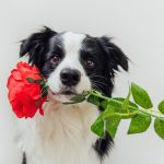 Gifts For Dog Lovers