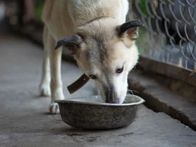 Dog From A Shelter Or Shelter Animal Rescue