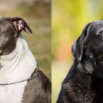 Difference Between Pit Bulls And Labradors