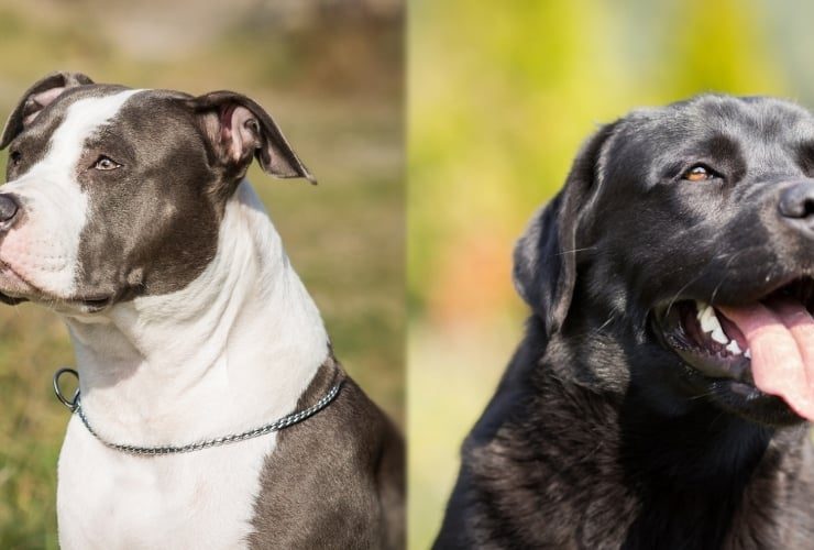 Difference Between Pit Bulls And Labradors