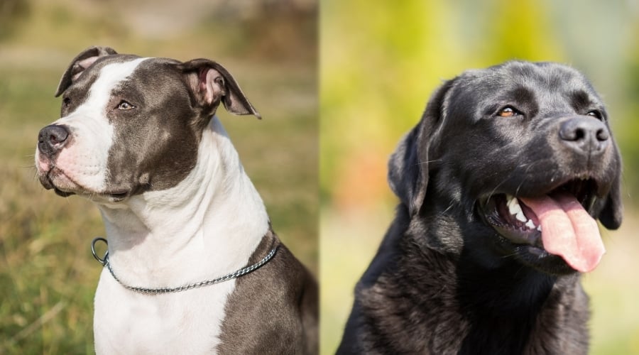 Difference Between Pit Bulls And Labradors