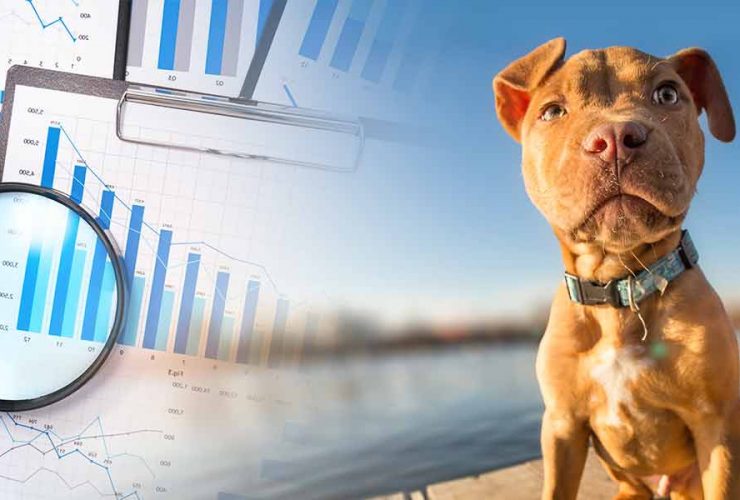 How Tall Will Your Pitbull Get