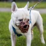 American Bully Bloodlines And Breeder Prices