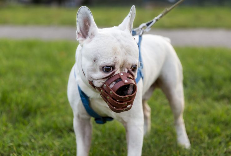 American Bully Bloodlines And Breeder Prices