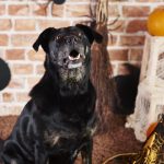 Mysterious And Expensive World Of Black Pitbulls