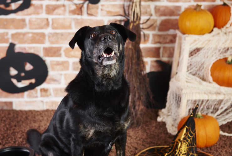 Mysterious And Expensive World Of Black Pitbulls