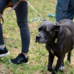 American Bully A Restricted Breed