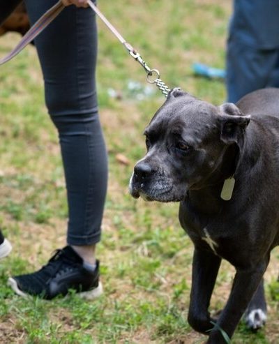 American Bully A Restricted Breed