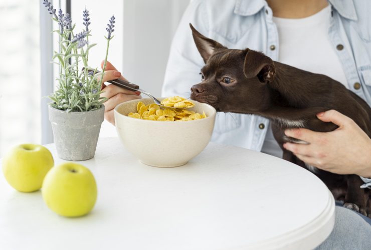 8 Best Chicken-Free Dog Food Options