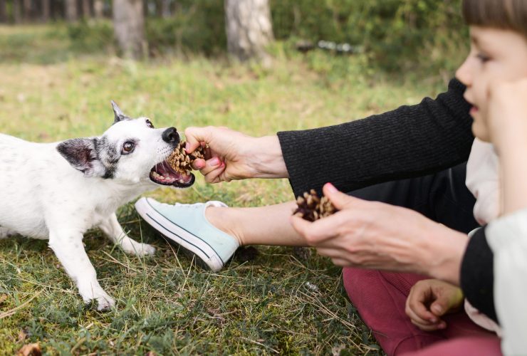 The Dog-Safe Chocolate For Dog Owners