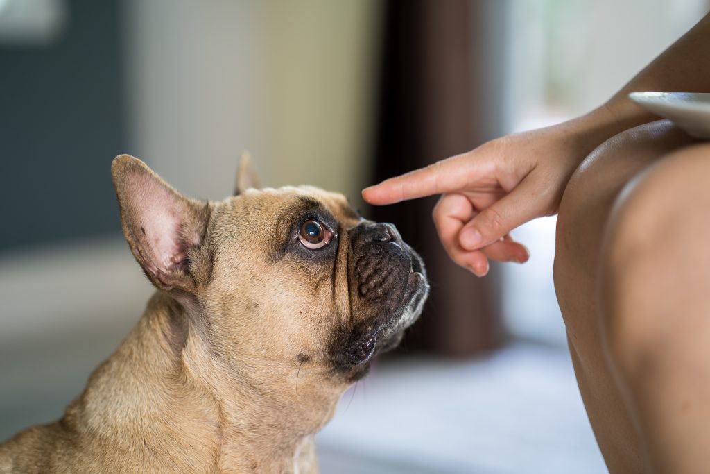 Prevent Your Dog From Getting Itchy Skin