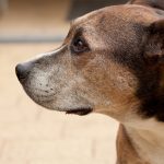 The 4 Types of Bully Ears Explained