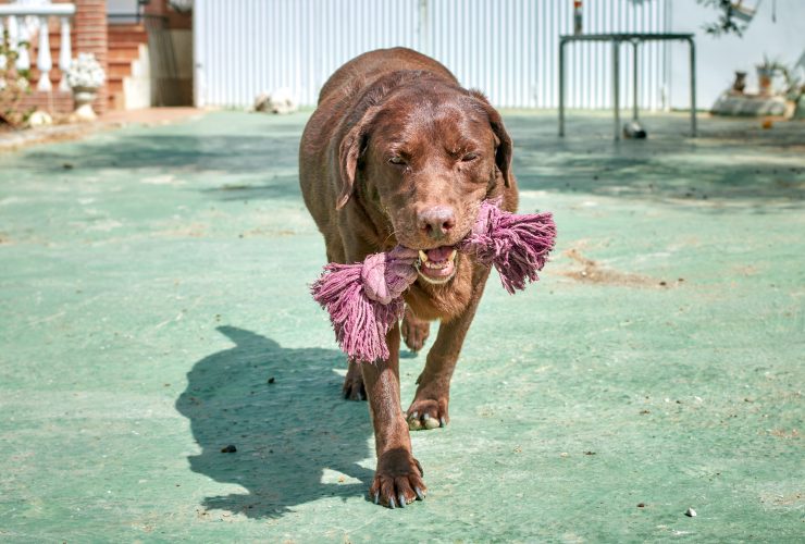 Why Are Micro Bullies So Expensive