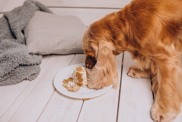 Best Dog Cake Mixes And Recipes