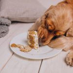 Essence Limited Ingredient Recipes