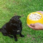 Bully Foods That You Must Add To Your Diet