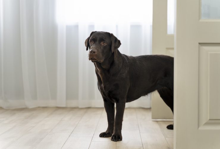 Why Your Pit Bull’s Hair Is Standing Up