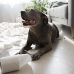 Does A Pit Bull Grow In a Year