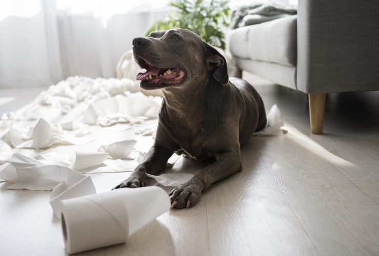 Does A Pit Bull Grow In a Year