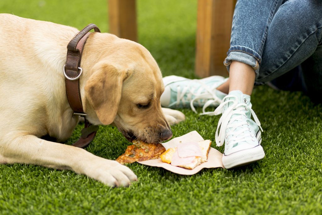 Best Dog Options For Finding Fresh Food