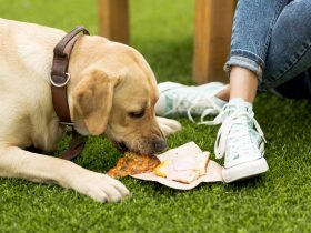 Best Dog Options For Finding Fresh Food