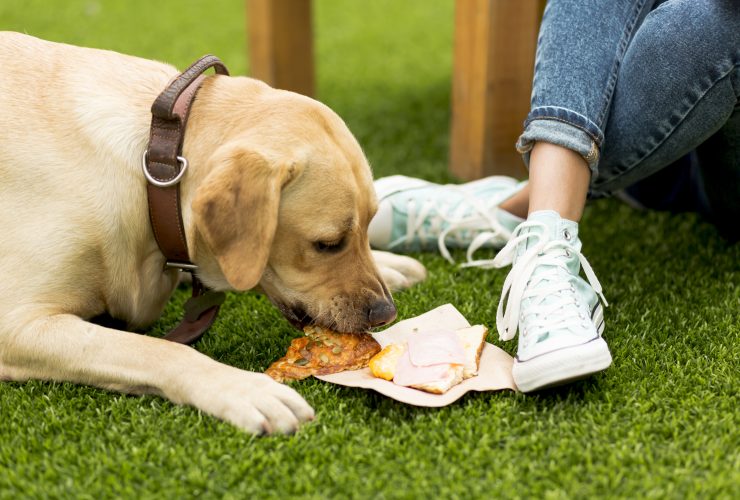 Best Dog Options For Finding Fresh Food