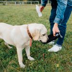 The Nano Bully Complete Guide