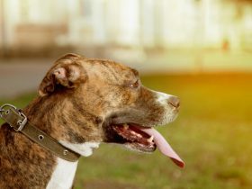 Train a Bully to be a Guard Dog