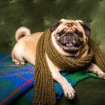 Crochet Your American Bulldog