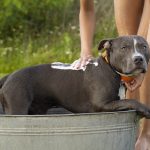 When Your Pit Bull's Growth Stops