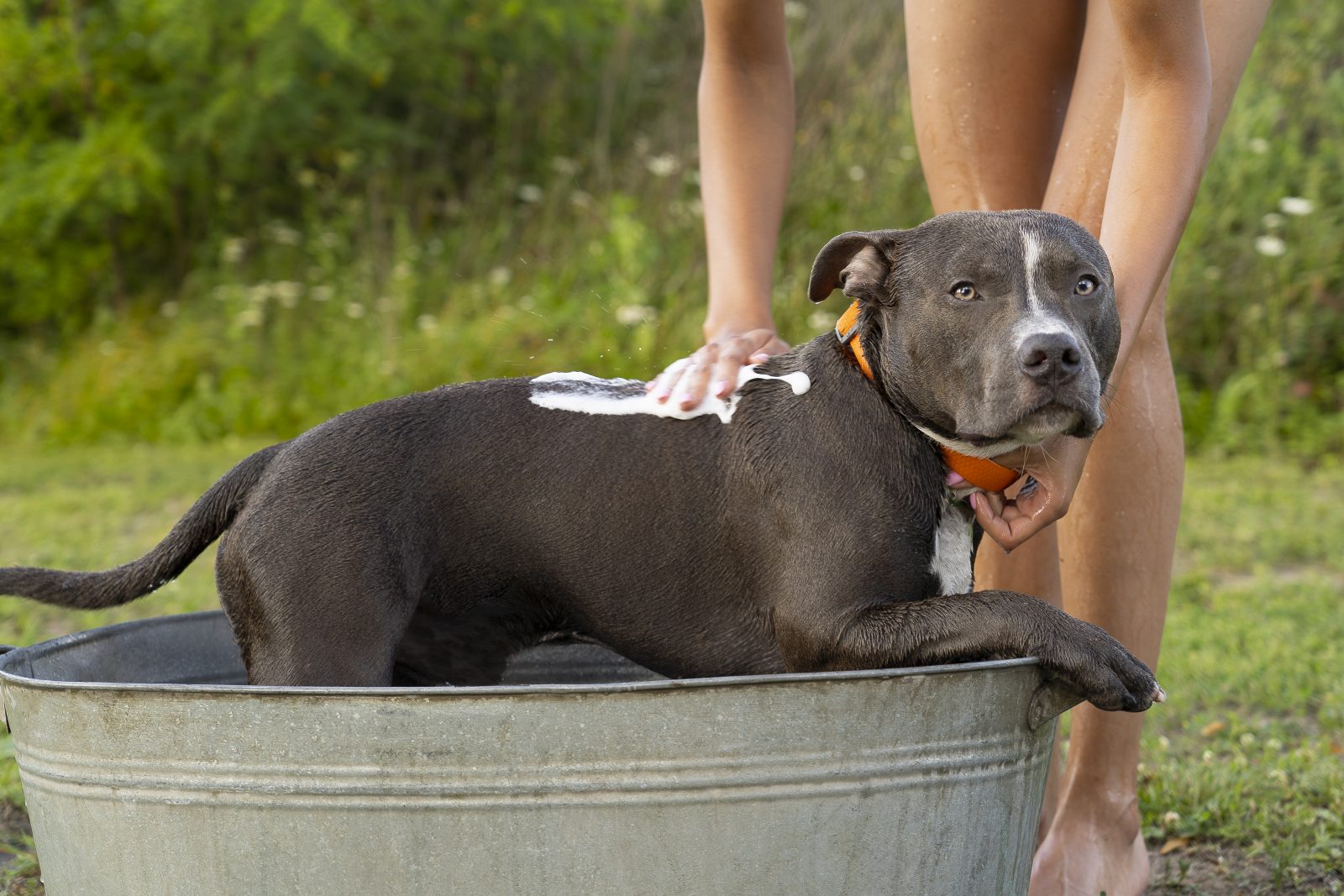 When Your Pit Bull's Growth Stops