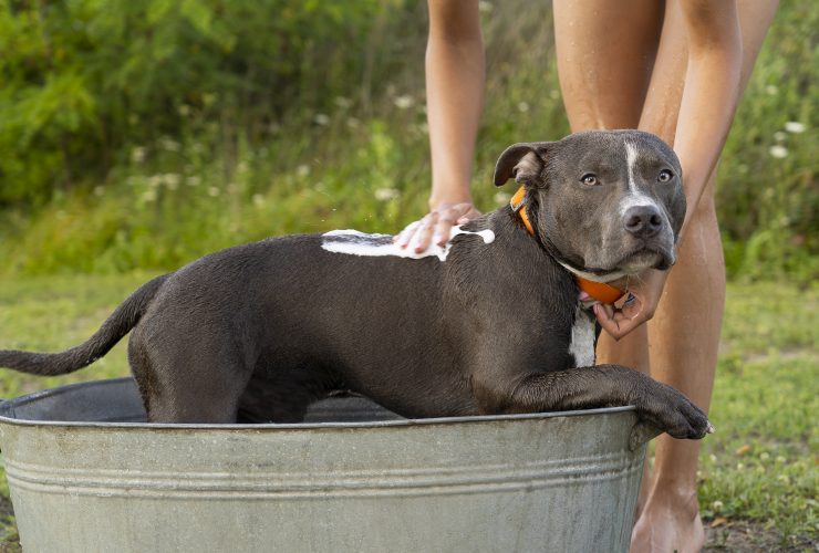 When Your Pit Bull's Growth Stops