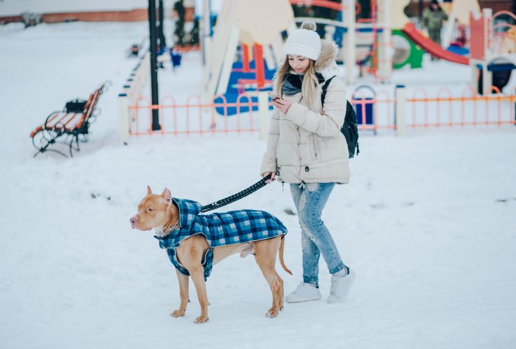 Treats for Pit Bulls in 2022