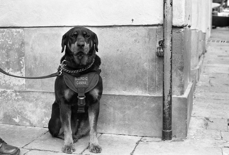 Makes Bully Breeds Unique