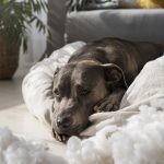 How Much Pit Bulls Sleep