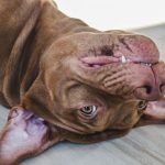 Pit Bulls Have Such Painful Tails