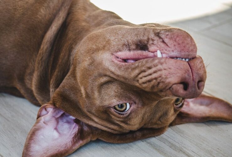 Pit Bulls Have Such Painful Tails