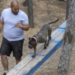 Signs Your Pit Bull Is About To Attack