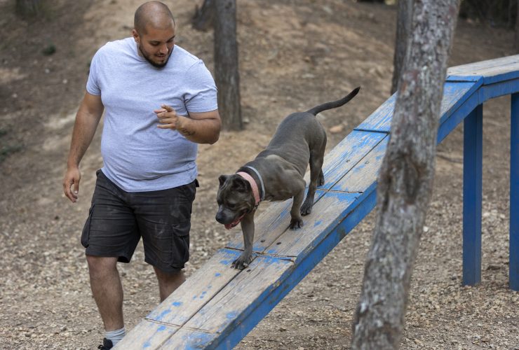 Signs Your Pit Bull Is About To Attack