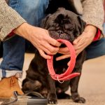 Breakdown For One Red Nose Pit Bull