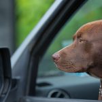 'Pit Bull' One Word Or Two