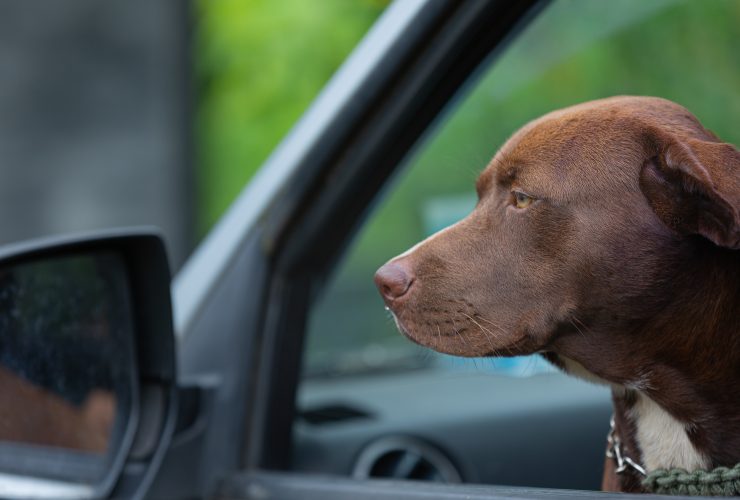 'Pit Bull' One Word Or Two