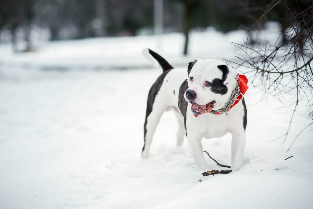 Pit Bull Warm In The Winter Months
