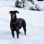 Keeping Your Pit Bull Warm in the Winter