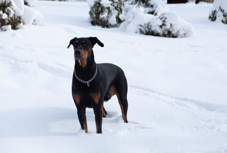 Keeping Your Pit Bull Warm in the Winter