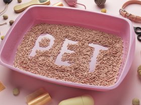 Ideas For Keeping Fido's Food Fresh