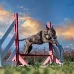 Villainous Nature Of Dog Attacks