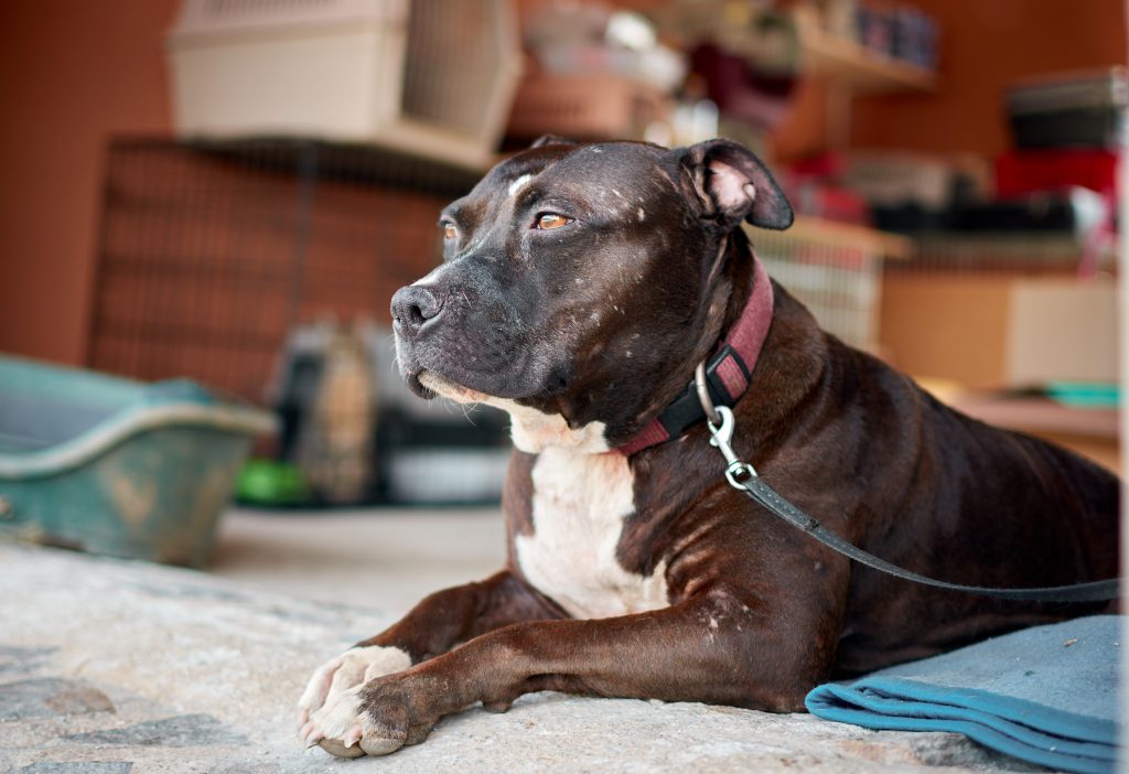 Pronounce Pit Bull And Why It Really Matters